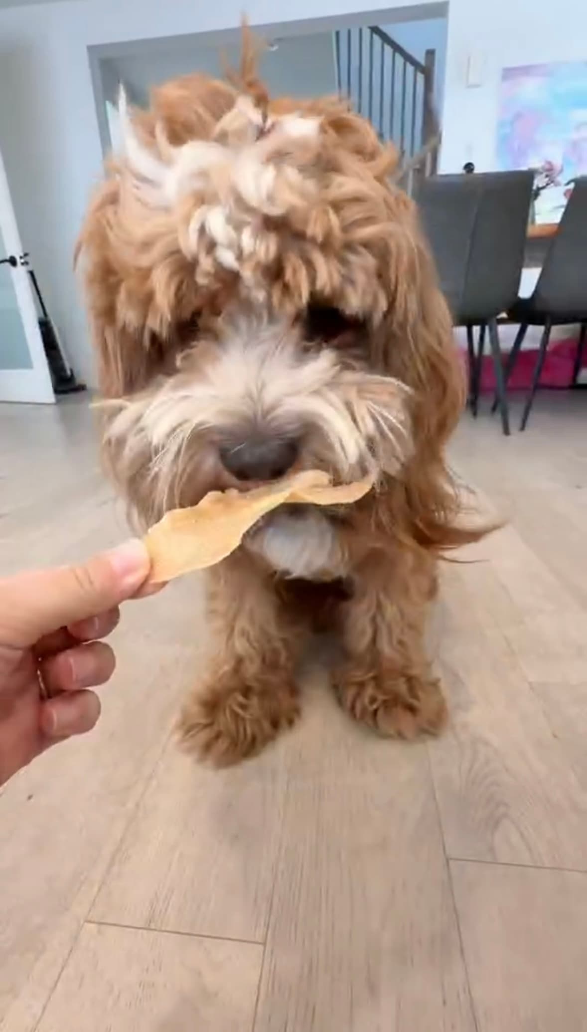 A toy poodle reaching for a dehydrated treat in an open hand